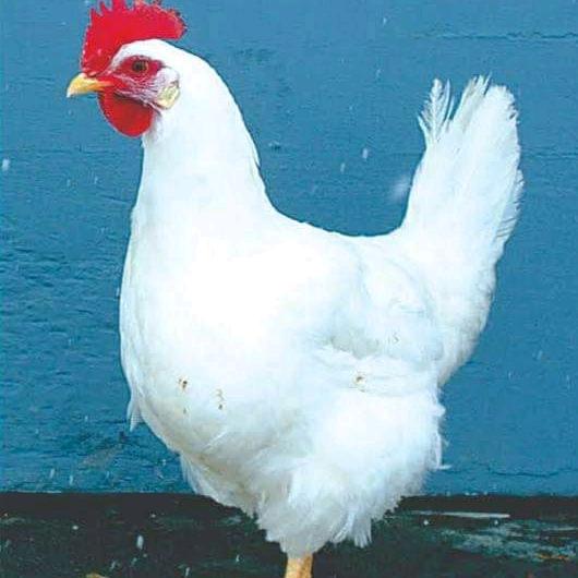 Varkens from Kenia